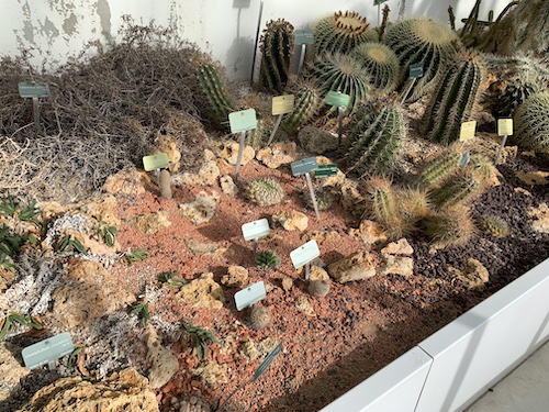 Cacti inside the green house