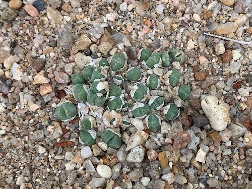 Conophytum hians in the greenhouse