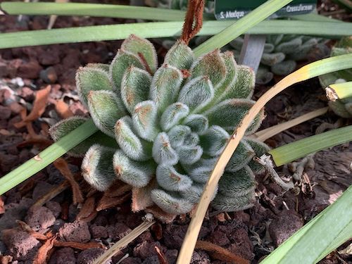 Echeveria setosa in the greenhouse, from South Mexico