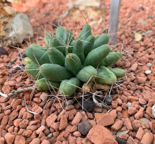 Mammillaria longimamma in the greenhouse, from Mexico