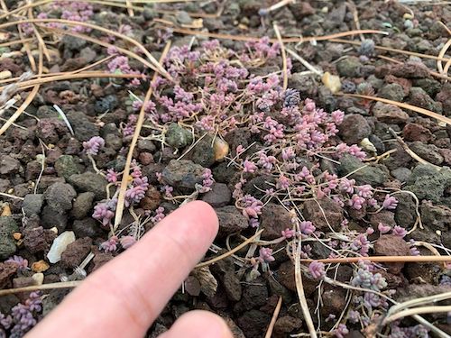 Sedum dasyphyllumminor from Southern and Central Europe