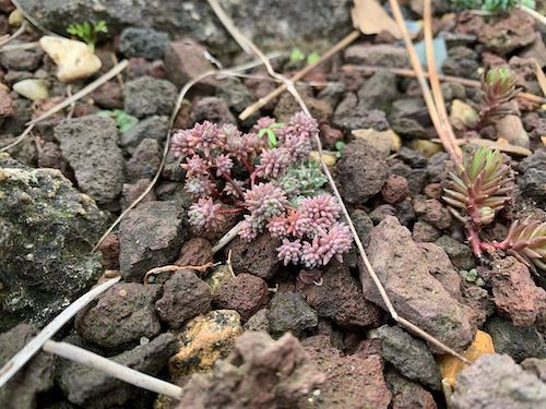 Sedum hispanicum in the Rock Garden