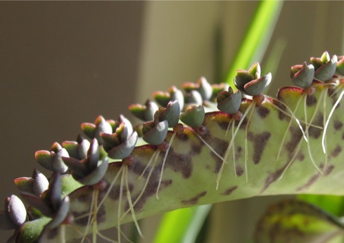 Leaves of Kalanchoe Daigremontiana