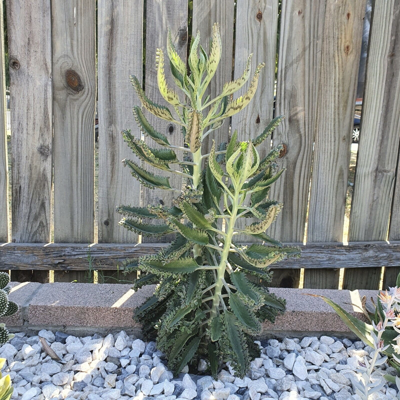 Kalanchoe daigremontiana thrives in rocky, arid environments.