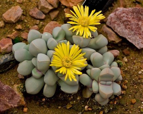 Lapidaria Margaretae cluster