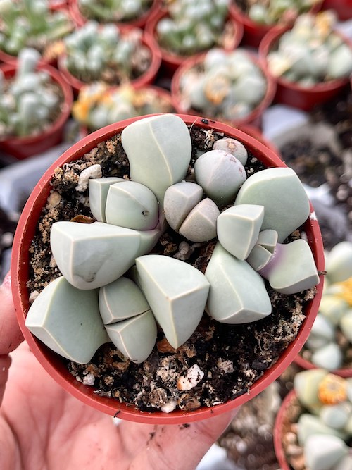 Lapidaria Margaretae is being sold on an Esty shop