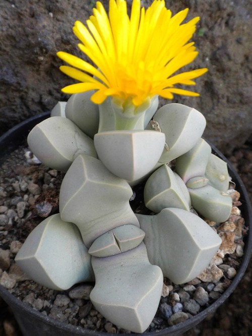 Flower of Lapidaria Margaretae