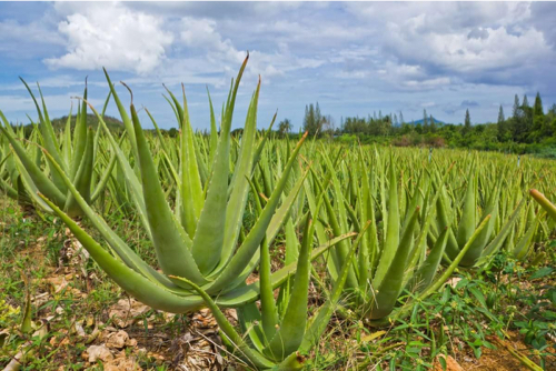 aloe-vera