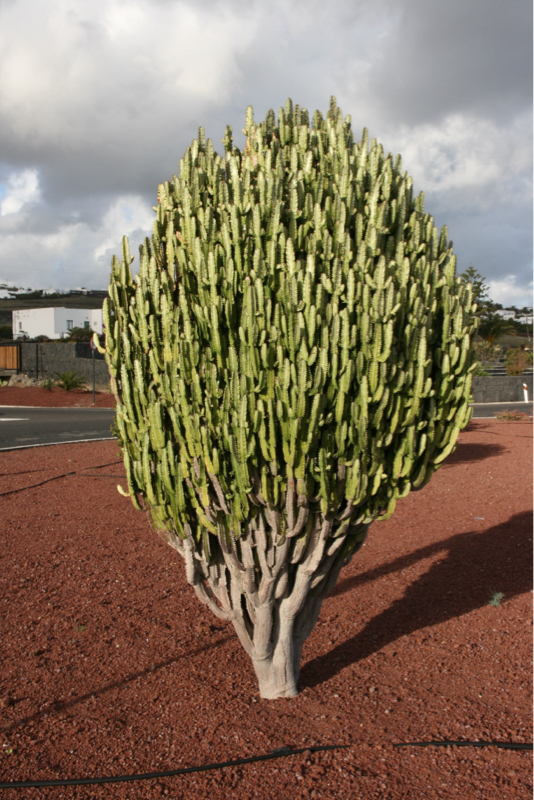 euphorbia-trigona