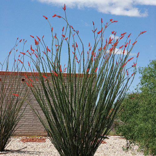 fouquieria-splendens