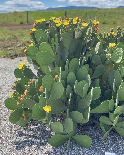 Opuntia