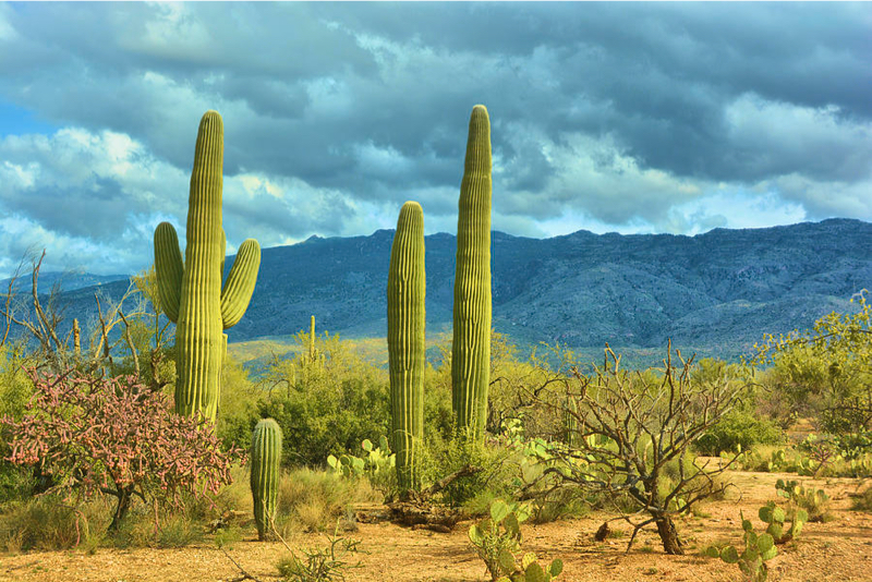 saguaro-cactus