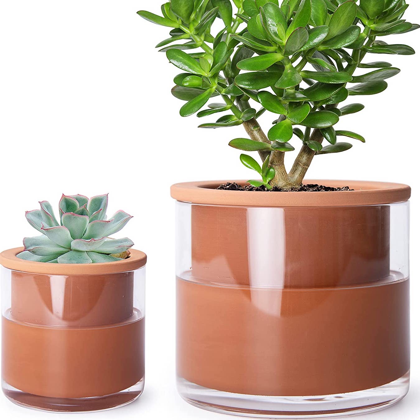 Phoenix Vine Self-Watering Planters