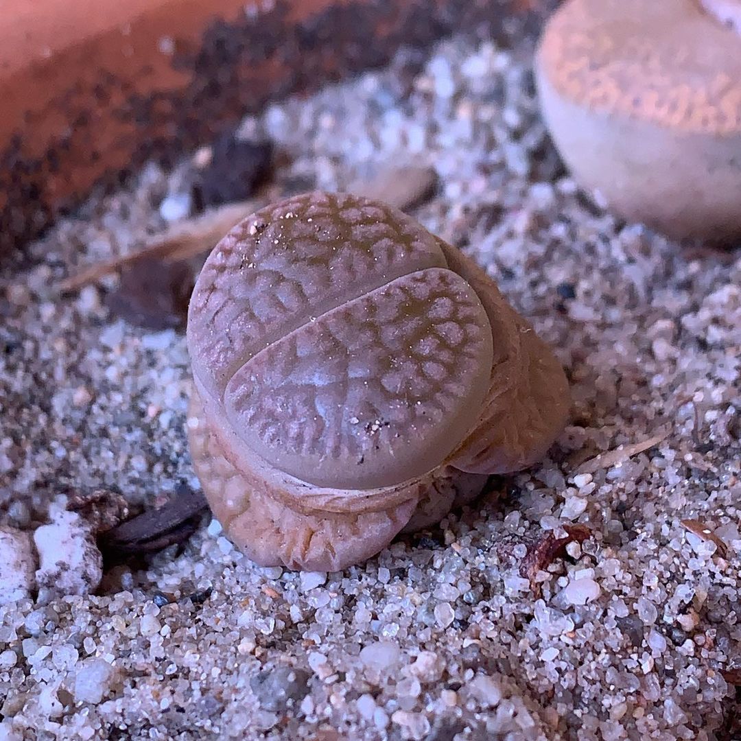 Lithops