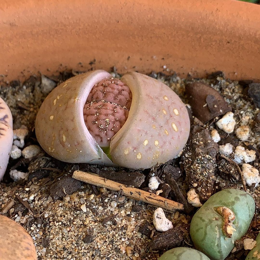 Lithops