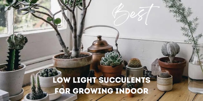 Best Low Light Succulents for Growing Indoor