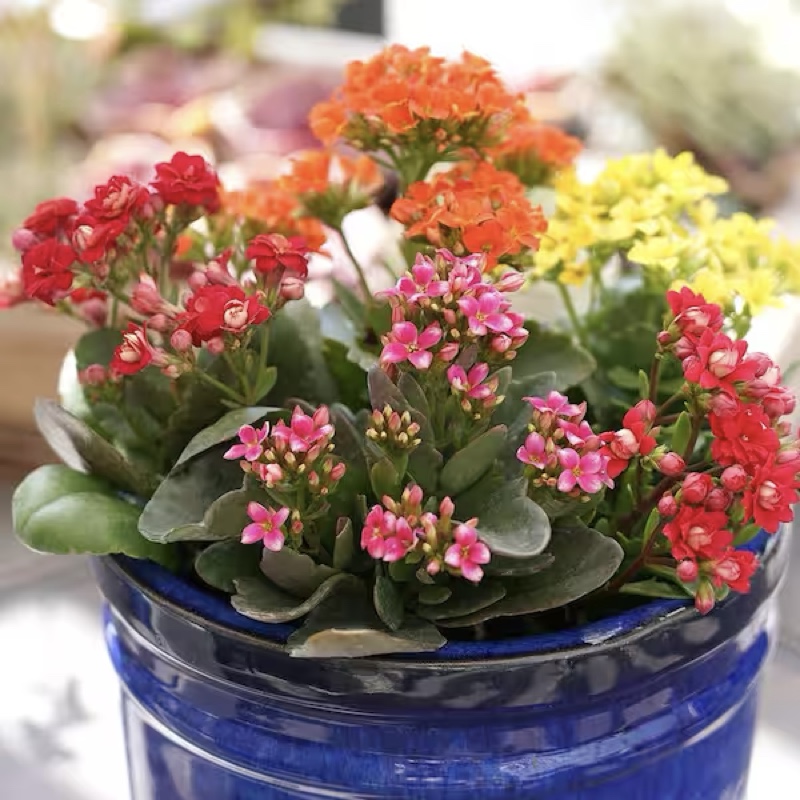 Kalanchoe