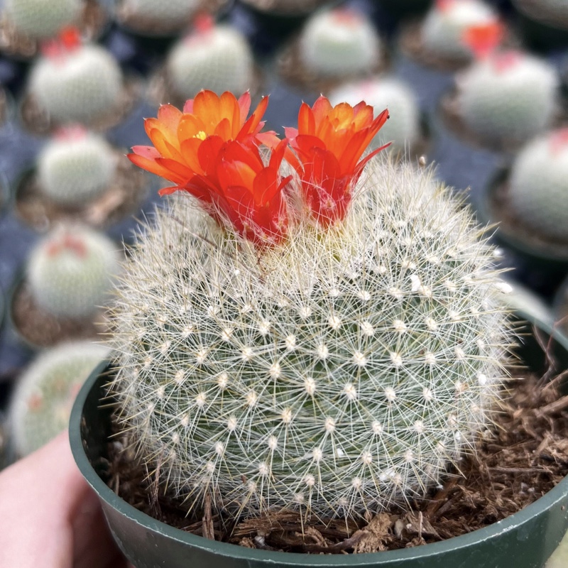 Parodia Haselbergii (Scarlet Ball Cactus)