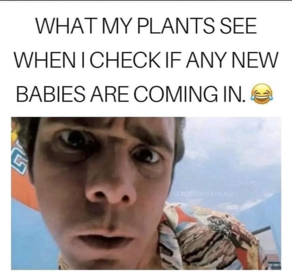 What my plants see when I check if any new babies are comming in.