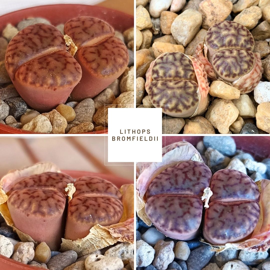 Lithops bromfieldii