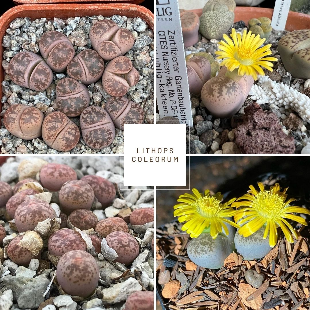 Lithops coleorum