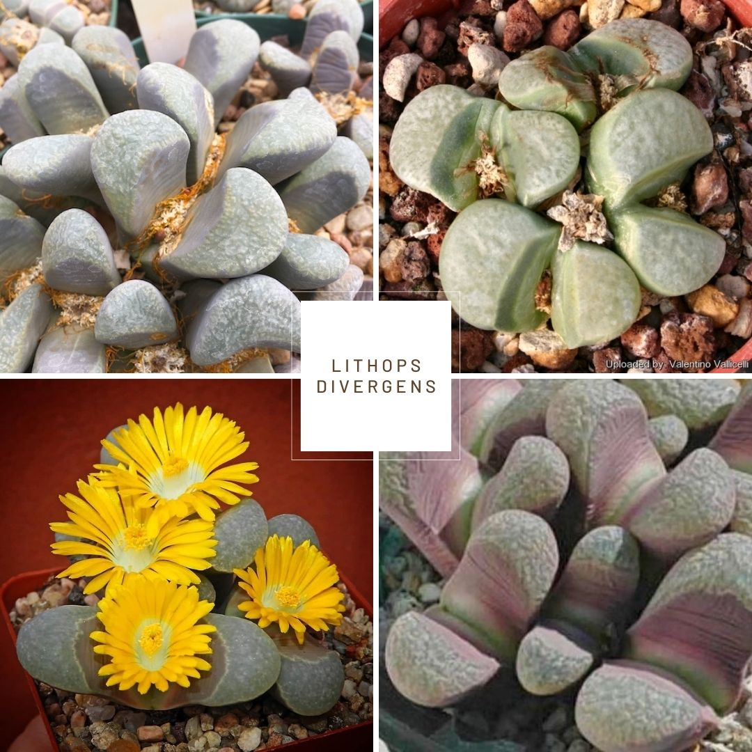 Lithops divergens