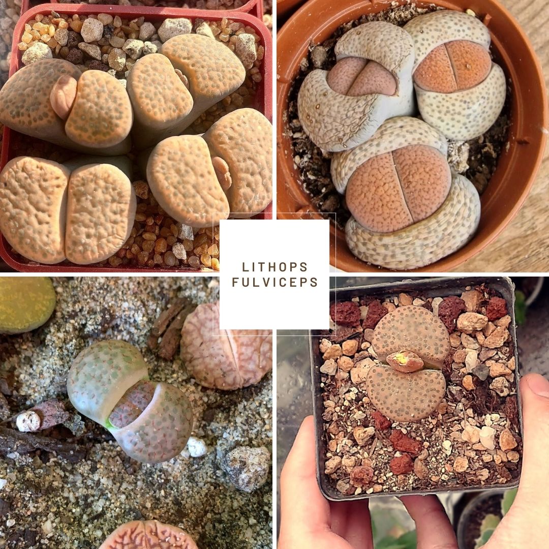 Lithops fulviceps