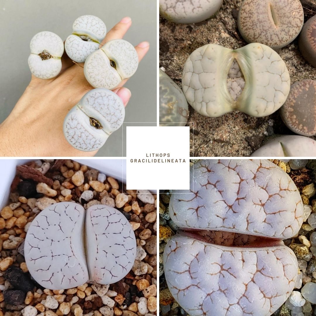 Lithops otzeniana