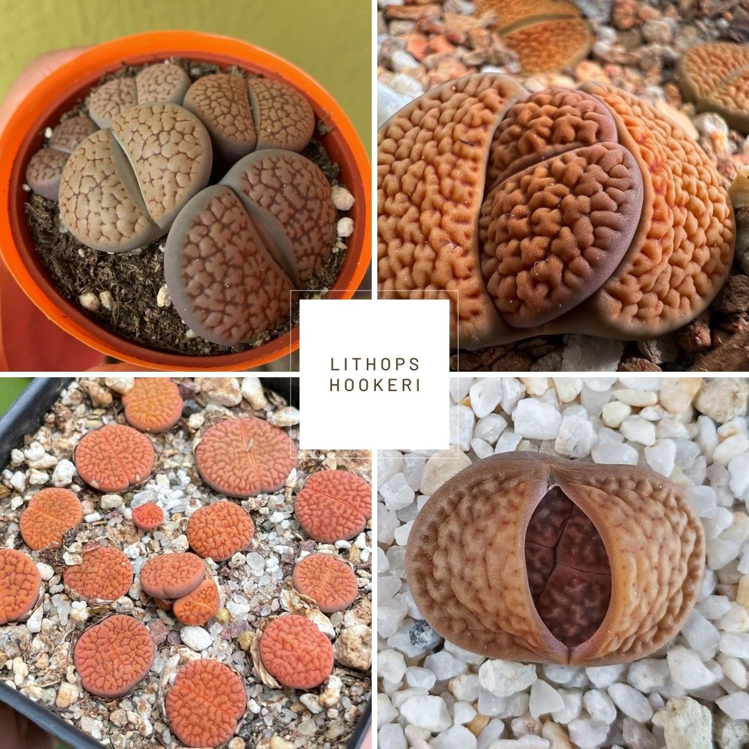 Lithops hookeri