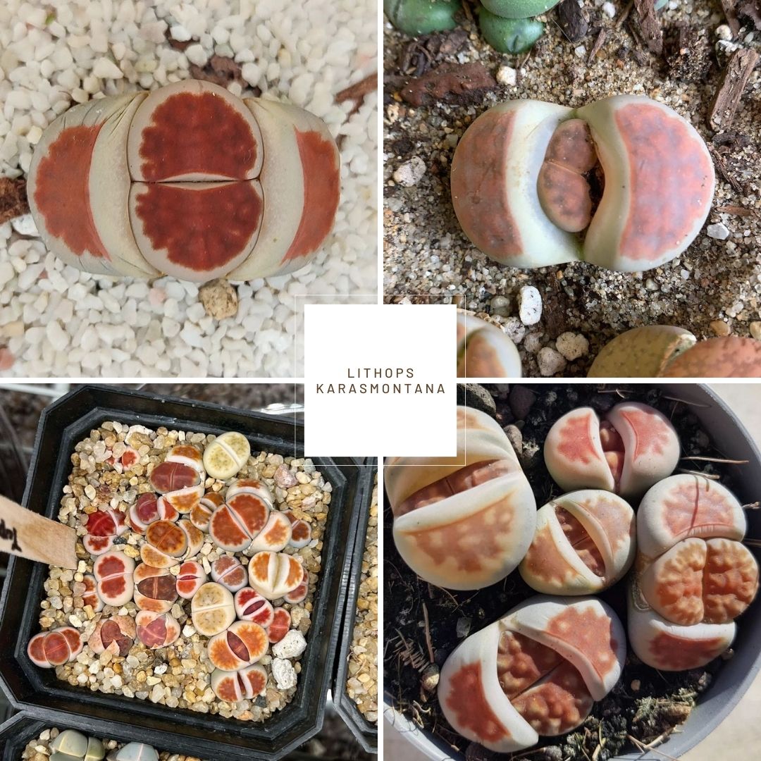 Lithops karasmontana