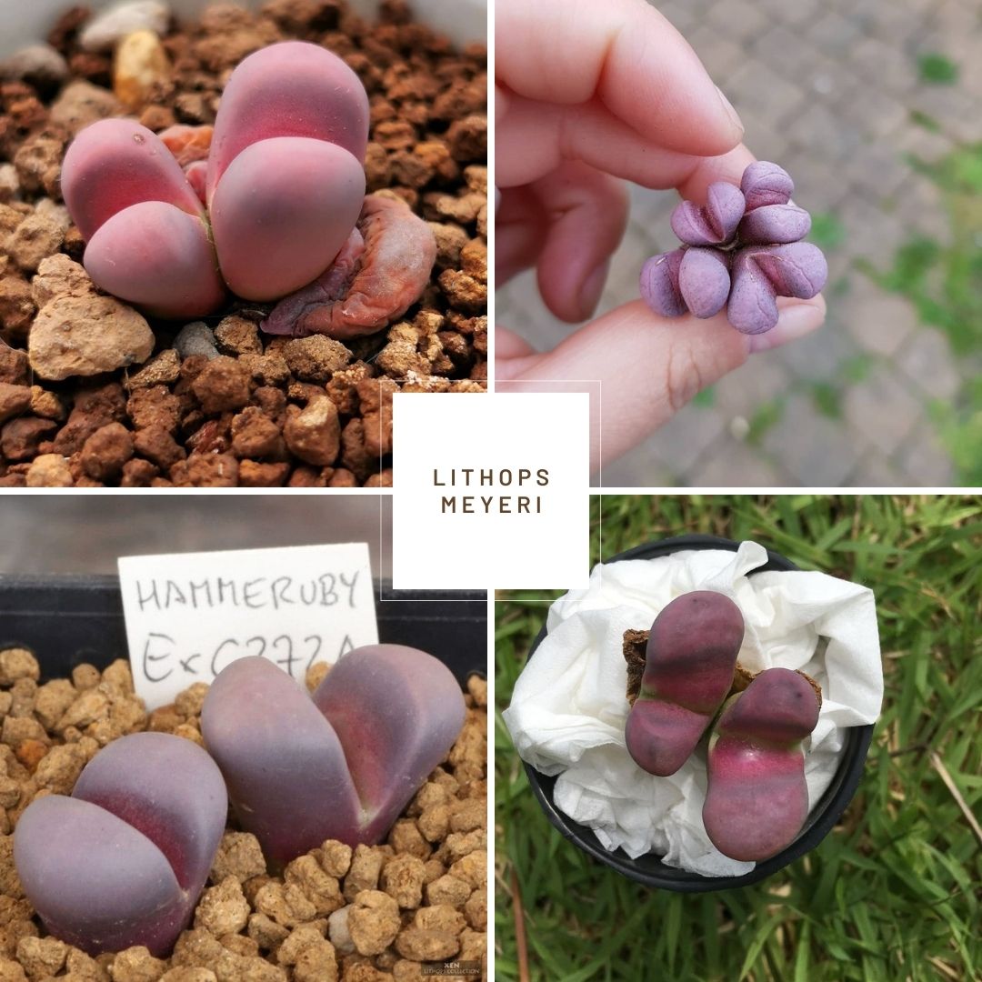 Lithops meyeri