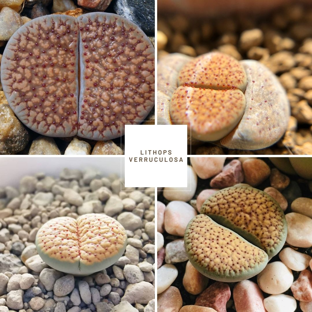 Lithops verruculosa, Lithops inae