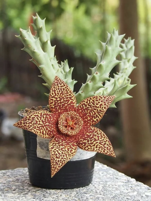 Flower of Orbea Variegata