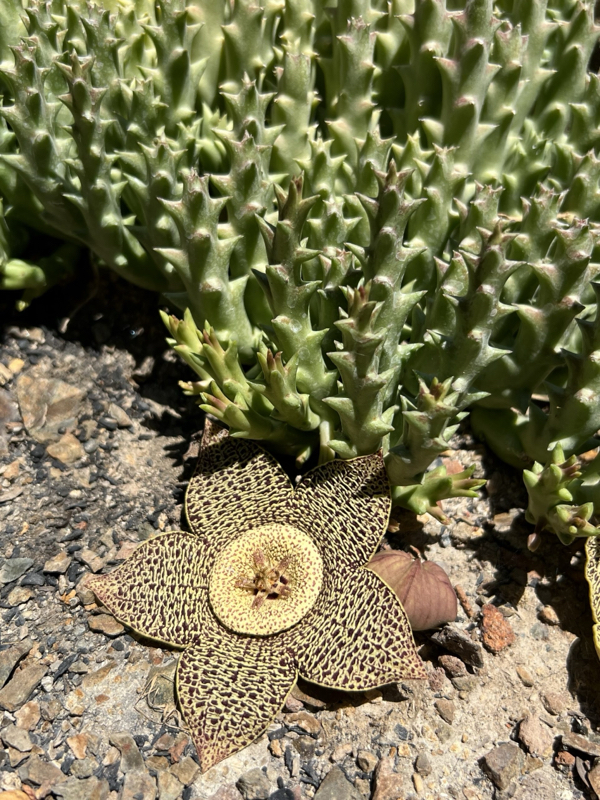 Leaves of Orbea Variegata