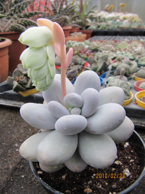 Pachyphytum Oviferum flowers