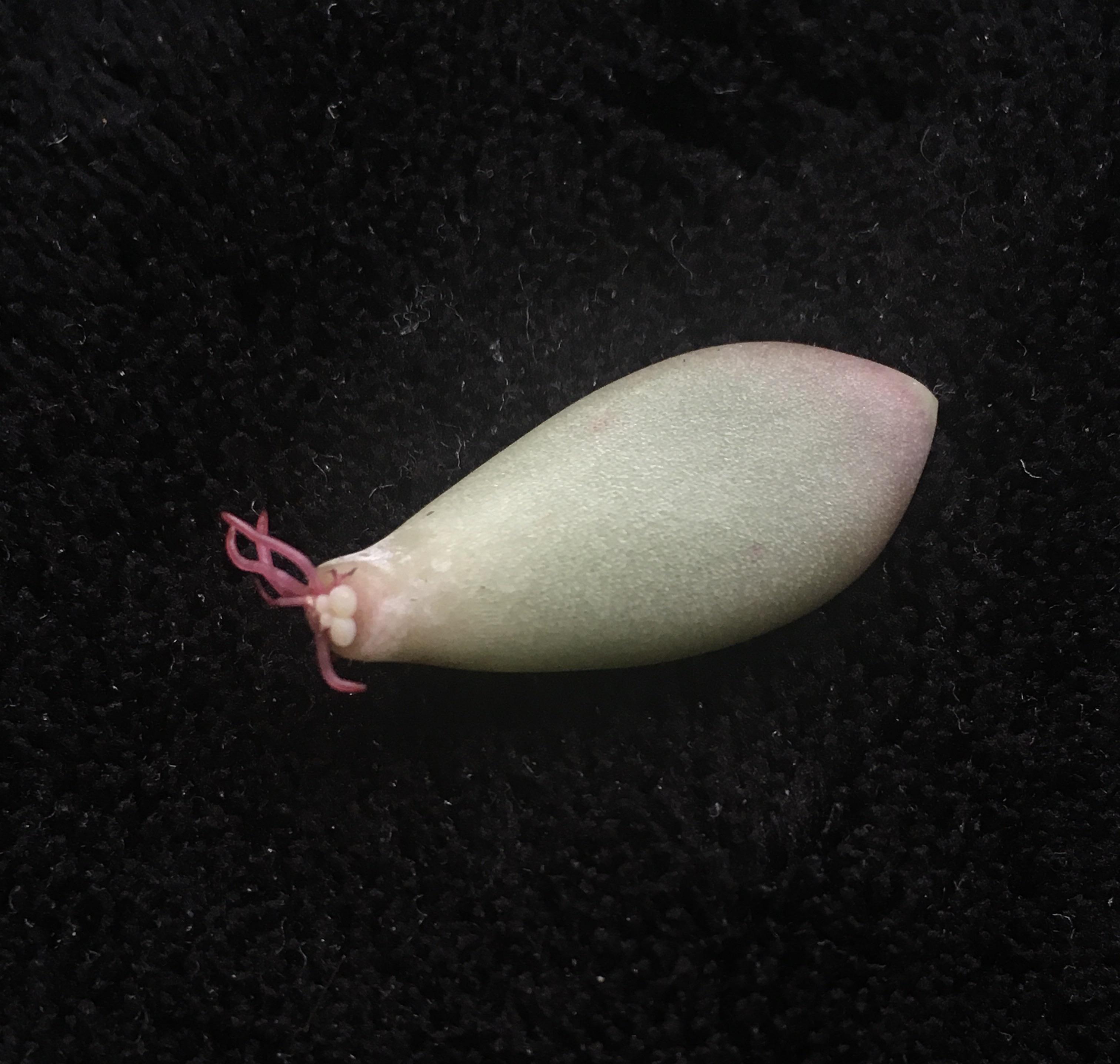 A moonstone leave has rooted