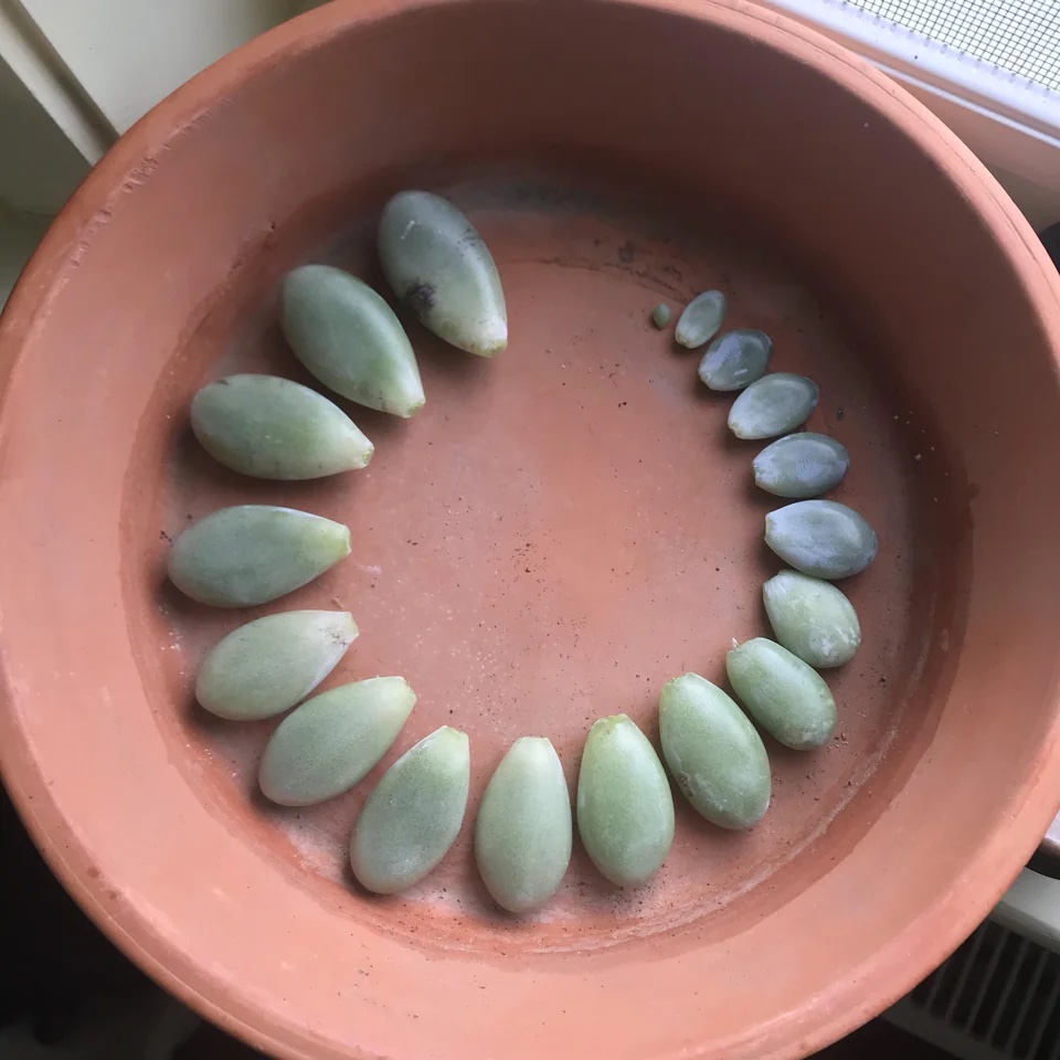 Leave moonstone leaves to dry and callus over