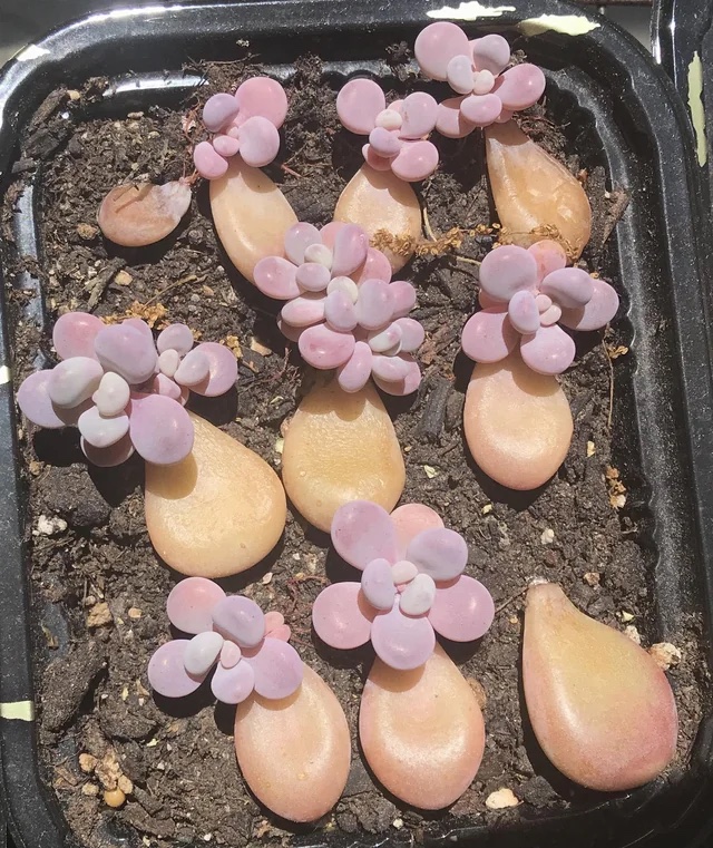 Moonstone props