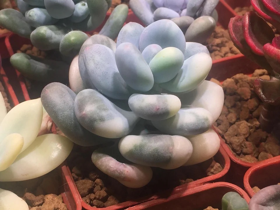 Pachyphytum Oviferum Variegated