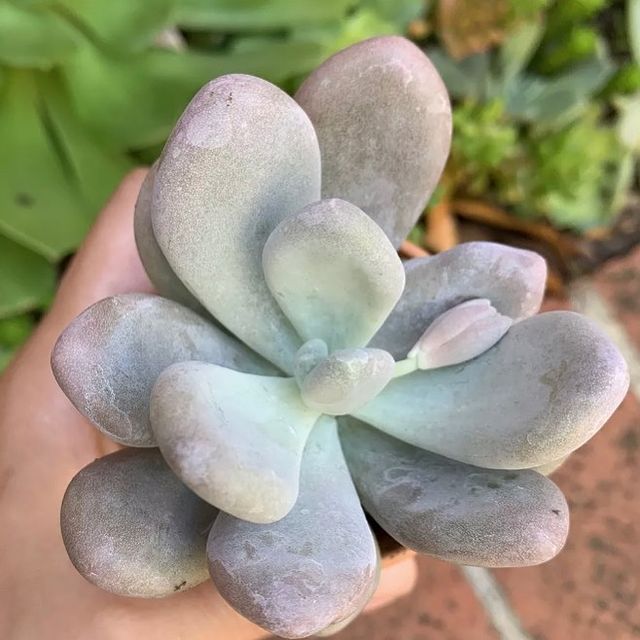 Blue Pachyphytum Oviferum (Moonstone)