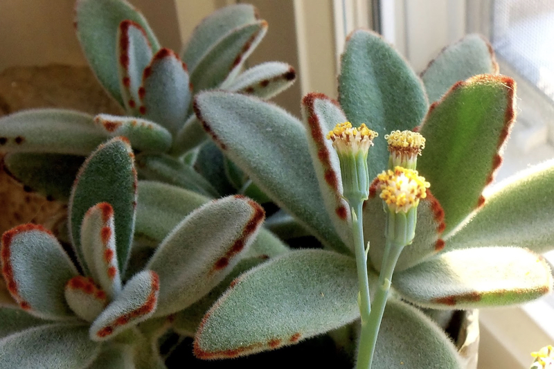 Panda Plant Flower