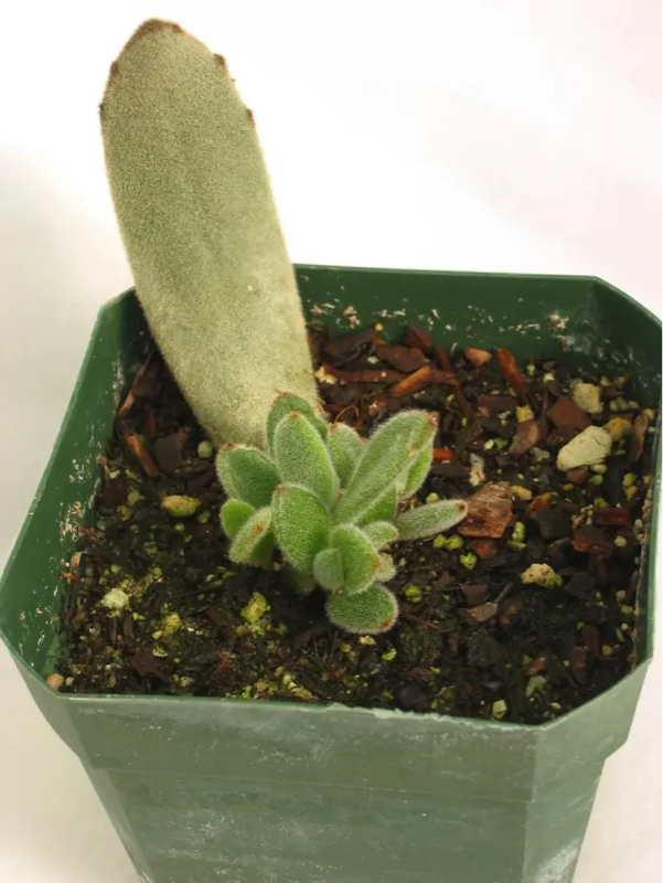 leaf propagation