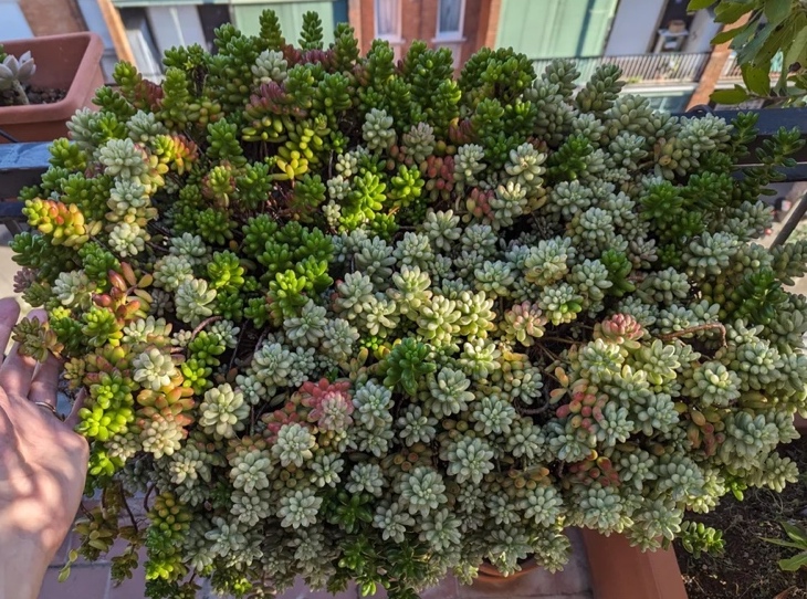 sedum-rubrotinctum