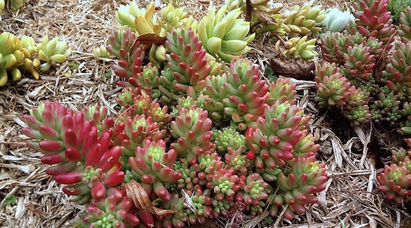 Sedum rubrotinctum shows red stress colors under the sun