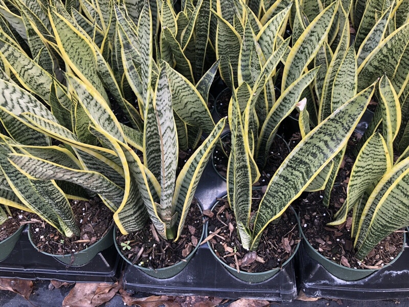 Snake plant