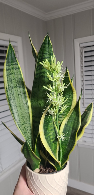 Snake Plant Flowers