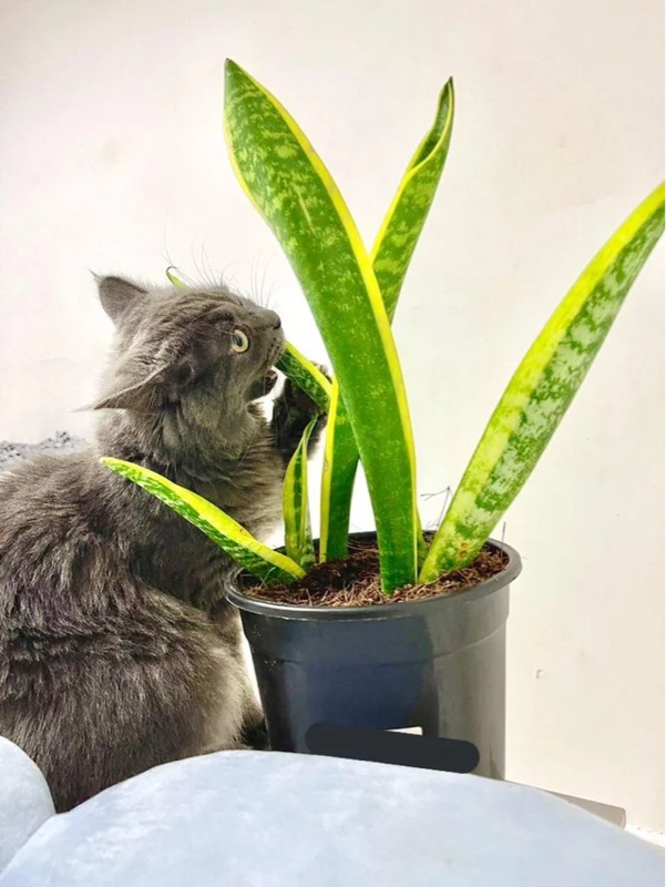 Cat biting a Snake Plant