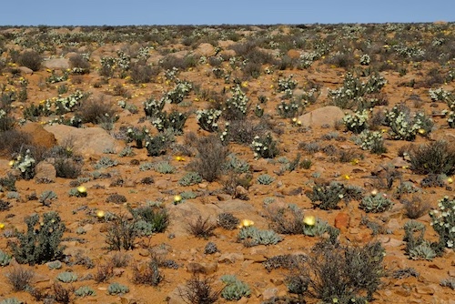 Flowering succulents in Namaqualand