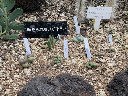 Succulents in Shinjuku Gyoen National Garden