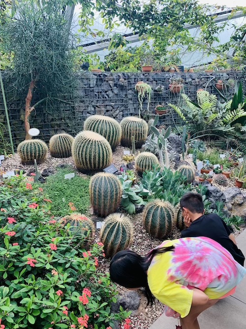 Cactus in Shinjuku Gyoen National Garden